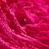 Rose Eau Parfumée Bienfaisante