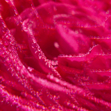 Fleur de Figuier Gel Douche Bienfaisant